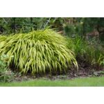 Trawy ozdobne mix C2 14,5 cm