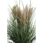 Trawa pampasowa Tiny Pampa 5 l