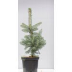 Świerk srebrny Kaibab 40 - 60 cm C2