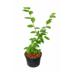 Grab zwyczajny 60 - 80 cm doniczka 2 l