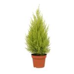 Cupressus Goldcrest Wilma Pyramid