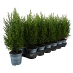 Cyprysik D510 Chamaecyparis Lawsoniana Ellwoodii