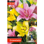 Lilia drzewiasta 16 - 18 mix odmian 120 W