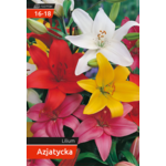 Lilia azjatycka 16 - 18 mix odmian 120 W