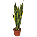 Sansevieria Laurentii don. 17 cm