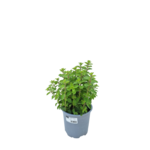 Oregano mix don. 14 cm wys. 30 cm