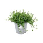 Cząber ogrodowy mix don. 14 cm