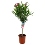 Oleander na pniu G don. 35 cm