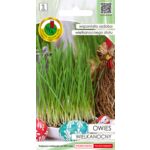 Owies wielkanocny 10 g GC 1 PNOS