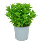 Mięta zielona Mojito don. 14 cm