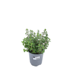 Majeranek mix don. 14 cm