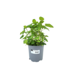 Melisa cytrynowa mix don. 14 cm