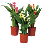 Zantedeschia mix don. 14 cm
