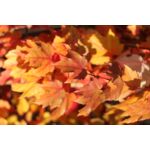 Klon czerwony October Glory don. 7,5 l