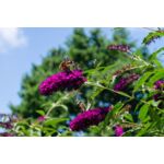 Budleja Davida don. 4 l