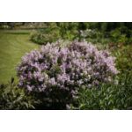 Lilak meyera 'palibin' wys. 80-140 cm don. 35 cm