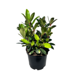 Skimia C2 wys. 30-40 cm