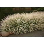 wierzba całolistna 'Hakuro-nishiki' don. 26 cm