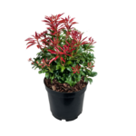 Pieris C2 30-40 cm