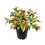 Kiścień mix C2 30-40 cm
