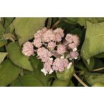 Hortensja omszona don. 23 cm mix odmian