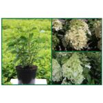 Hortensja bukietowa karłowa w odmianach wys. 20-30 cm don. 3 l