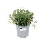 Tymianek zwyczajny Foxley don. 14 cm