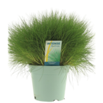 Kostrzewa sina Amigreen don. 17 cm wys. 25 cm