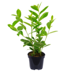 Laurowiśnia wschodnia doniczka 21 cm mix