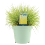 Kostrzewa sina Amigold don. 17 cm wys. 30 cm