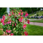 Fuksja mix na pniu don. 19 cm