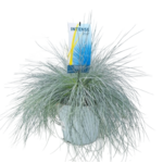 Kostrzewa sina Intense blue don. 23 cm