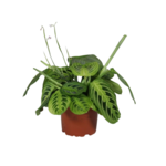 Maranta leuconeura 'Fascinator' mix