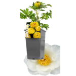 Piwonia w doniczce C2 Kolekcja Skandynawska wys. 40 cm