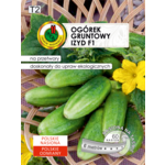 Ogórek gruntowy Izyd F1 6 m GC T2 PNOS
