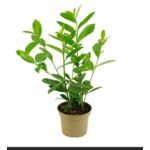 Laurowiśnia wschodnia don. 17 cm mix