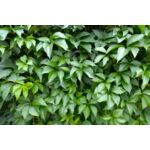 Winobluszcz Murorum, wys. 50-70 cm, don. 2 l