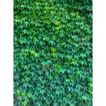 Winobluszcz tr. Veitchii wys. 60-70 don. 2 l