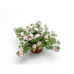Bacopa wys. 25 cm don. 10,5 cm