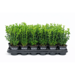 Bukszpan Sempervirens don. 9 cm