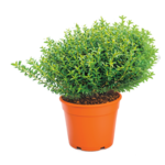 Merta D14 - G don. 14 cm