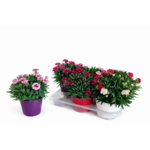 Goździk D14 - G wys. 40 cm don. 14 cm różowy