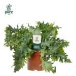 Phlebodium Davana don. 12 cm wys. 35 cm