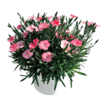 Goździk Peach party D14 - G don. 14 cm