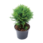 Rośliny iglaste mix odmian kulistych C2