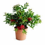 Kuflik Bush don. 17 cm