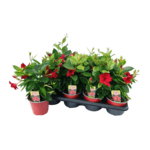 Mandevilla don. 14 cm mix