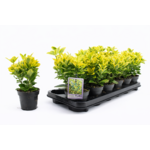 Trzmielina don. 13 cm