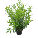 Laurowiśnia don. 17 cm