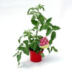 Pomidor tradycyjny don. 9 cm